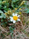 Beautiful little sunflower