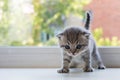 Beautiful little tabby kitten on window sill. Scottish Fold breed.