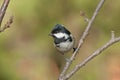 A beautiful little tit, coal tit in the november sun with a fantastic background Royalty Free Stock Photo