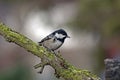 A beautiful little tit, coal tit in the november sun perching on the branch Royalty Free Stock Photo