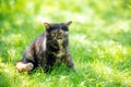 Beautiful Little Tortoiseshell Kitten Sitting On The Grass