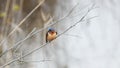 Little tree swallow bird on the branch Royalty Free Stock Photo