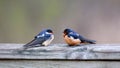 Little tree swallow birds on the fence