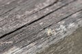 Beautiful little tropical jumping spider on a wooden background, Malaysia Royalty Free Stock Photo