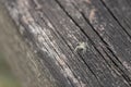 Beautiful little tropical jumping spider on a wooden background, Malaysia Royalty Free Stock Photo