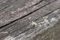 Beautiful little tropical jumping spider on a wooden background, Malaysia Royalty Free Stock Photo