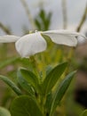 Beautiful little waterdroplets on white flower
