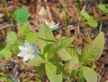 Beautiful little white flower weekday Royalty Free Stock Photo