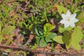 Beautiful little white flower weekday Royalty Free Stock Photo