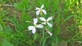 Beautiful little white flowers plant on the laned