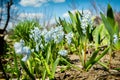 Beautiful little white flowers in the spring garden. Royalty Free Stock Photo