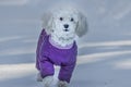 A beautiful little white lap dog in the bright purple jumpsuit and with white snow on the snout is in the park in winter Royalty Free Stock Photo