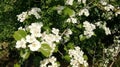 Beautiful little white spring blossoms Royalty Free Stock Photo