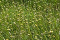 Little white wild bloosom in green field