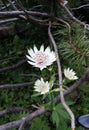 Beautiful little white wildflower, Astrantia Major. Royalty Free Stock Photo