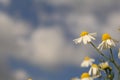 A few camomile flowers closeup with a blue sky with clouds in the background Royalty Free Stock Photo