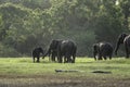 Wild elephants trunk greetings