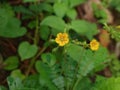 beautiful little wild grass flowers that bloom only briefly Royalty Free Stock Photo