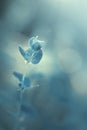 Beautiful little wildflowers growing among the grass in the morning light Royalty Free Stock Photo