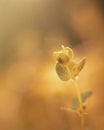 Beautiful little wildflowers growing among the grass in the morning light Royalty Free Stock Photo