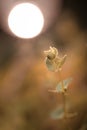 Beautiful little wildflowers growing among the grass in the morning light Royalty Free Stock Photo