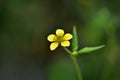 A beautiful little yellow flower meadow, tall buttercup on a dark background Royalty Free Stock Photo