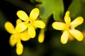 Beautiful little yellow flower in nature Royalty Free Stock Photo