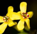 Beautiful little yellow flower in nature Royalty Free Stock Photo