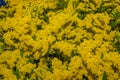 Beautiful little yellow flowers blooming useful for flower arrangements