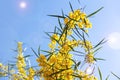 Beautiful little yellow mimosa flowers on a blue sky background Royalty Free Stock Photo