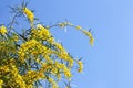 Beautiful little yellow mimosa flowers on a blue sky background Royalty Free Stock Photo