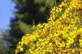 Beautiful little yellow mimosa flowers on a blue sky background Royalty Free Stock Photo