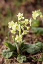 A beautiful little yellow spring wild flower is primrose Royalty Free Stock Photo