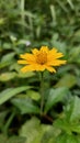 Beautiful little yellow sunflower grass blossom in the garden Royalty Free Stock Photo