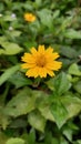 Beautiful little yellow sunflower grass blossom in the garden Royalty Free Stock Photo