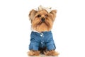 Beautiful little yorkie puppy with denim clothes and bow posing Royalty Free Stock Photo