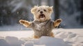 A beautiful little Yorkshire terrier running outside in the snow in a jacket. Generative AI