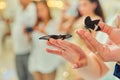 Beautiful live butterflies sit on the hands of the bride and groom, on the background of the wedding Banquet