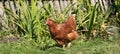 A beautiful live chicken in a picturesque village yard. Agriculture concept