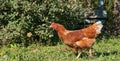 A beautiful live chicken in a picturesque village yard. Agriculture concept