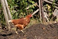 A beautiful live chicken in a picturesque village yard. Agriculture concept