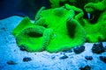 Beautiful live corals on the seabed. Royalty Free Stock Photo