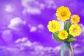 Beautiful live coreopsis bouquet bouquet in glass vase with blank place for your text on left on cloudy sky bokeh background.