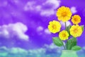 Beautiful live coreopsis bouquet bouquet in porcelain vase with empty on left on cloudy sky bokeh background