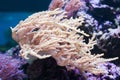 Beautiful live natural white coral in aquarium. Royalty Free Stock Photo