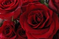 beautiful live red roses shot close-up
