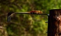 beautiful lizard ,calotes versicolor