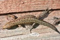 Beautiful lizard is doing sun bath. Royalty Free Stock Photo