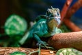 Beautiful Lizard Helmeted Basilisk, Plumed Basiliscus, Basilscus plumiphrins Royalty Free Stock Photo