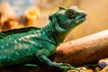 Beautiful Lizard Helmeted Basilisk, Plumed Basiliscus, Basilscus plumiphrins Royalty Free Stock Photo